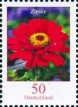 Zinnia