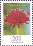 Purple Knautia (Knautia purpurea)