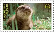 Otter (Lutra lutra)