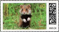 European Hamster (Cricetus cricetus)