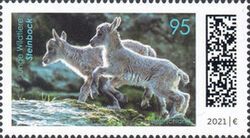 Alpine Ibex (Capra ibex)