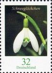 Snowdrop