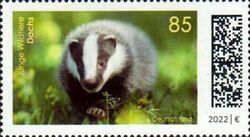 European Badger (Meles meles)