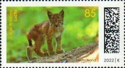 Lynx Cub