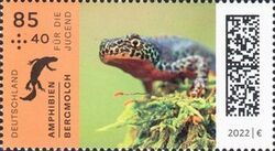Alpine Newt (Ichthyosaura alpestris)