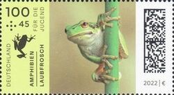 European Tree Frog (Hyla arborea)
