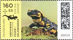 Fire Salamander (Salamandra salamandra)