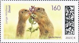 Ground Squirrels (Sciuridae sp)