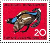 Black Grouse (Lyrurus tetrix)