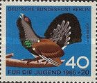 Western Capercaillie (Tetrao urogallus)