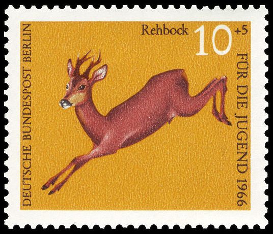 Western Roe Deer (Capreolus capreolus)