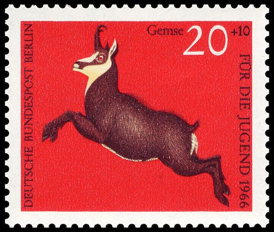 Chamois (Rupicapra rupicapra)
