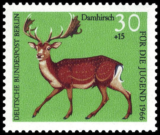 Common Fallow Deer (Dama dama)