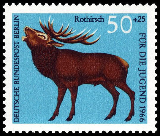 Red Deer (Cervus elaphus)