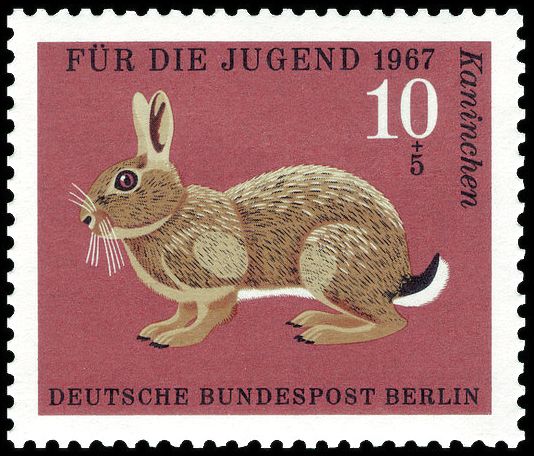 European Rabbit (Oryctolagus cuniculus)