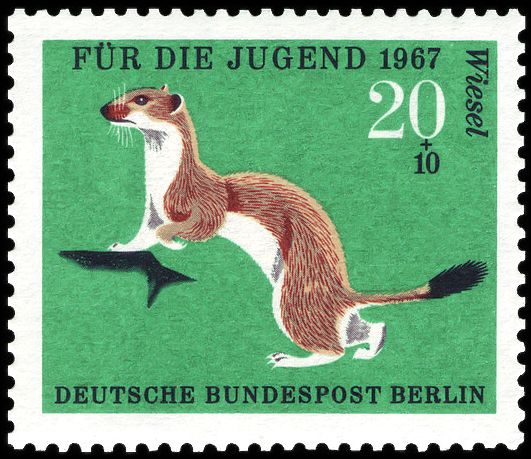 Stoat (Mustela erminea)