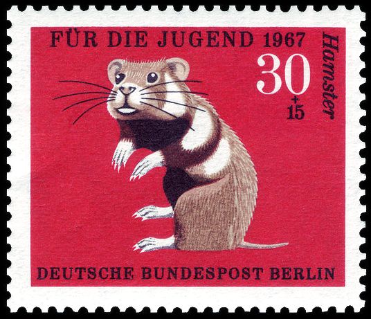 European Hamster (Cricetus cricetus)