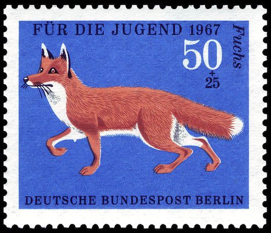 Red Fox (Vulpes vulpes)