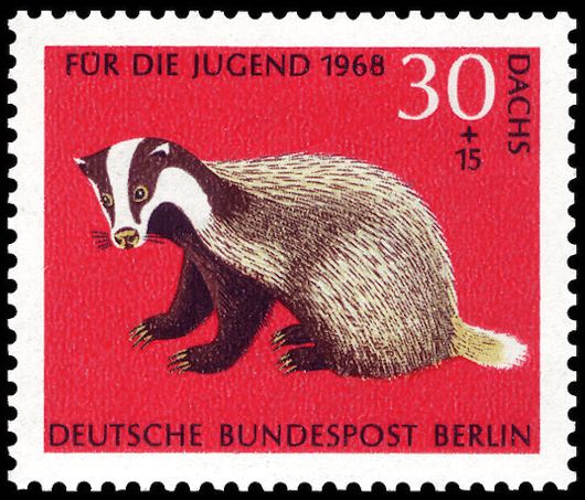 European Badger (Meles meles)