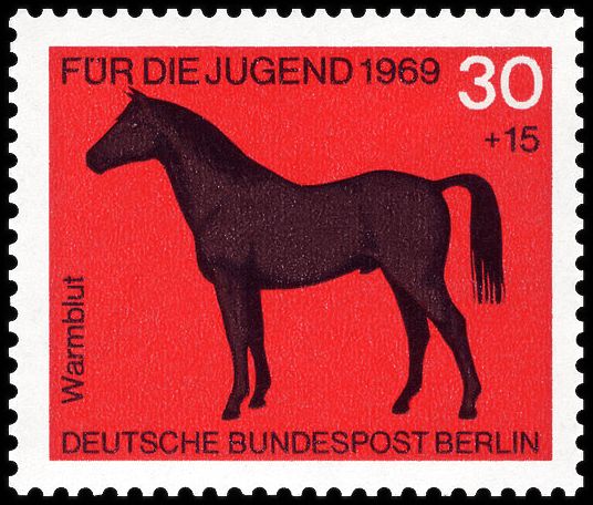 Warmblood (Equus ferus caballus)