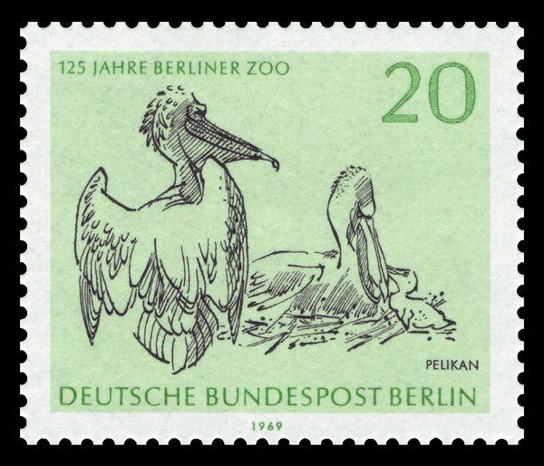Dalmatian Pelican (Pelecanus crispus)