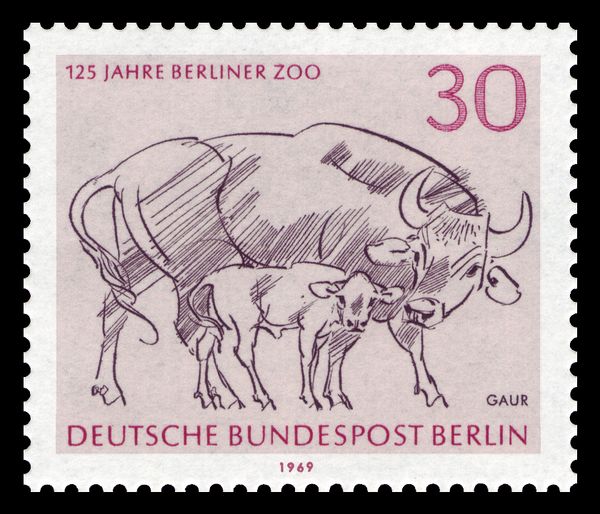 Gaur (Bos gaurus)