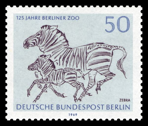 Plains Zebra (Equus quagga)