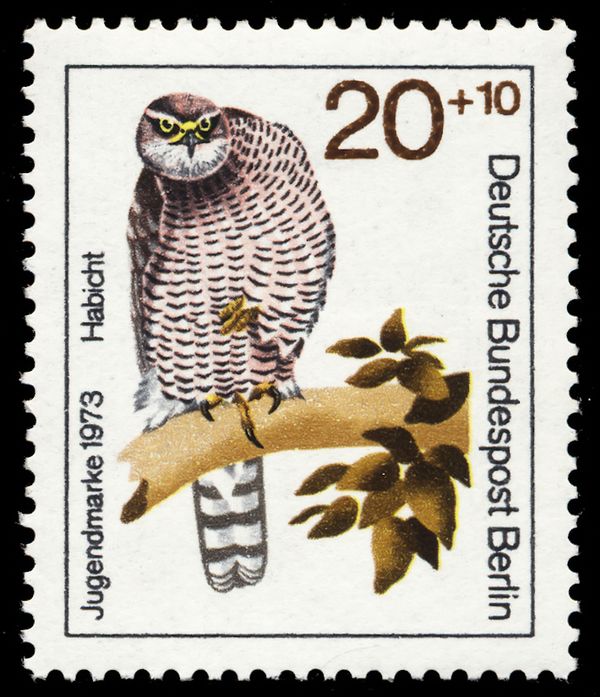 Northern Goshawk (Accipiter gentilis)