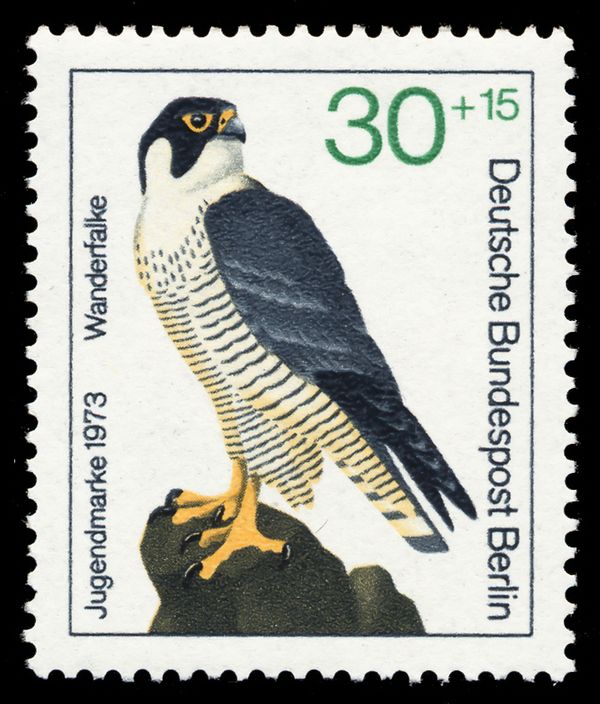 Peregrine Falcon (Falco peregrinus)