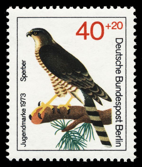 Sparrowhawk (Accipiter nisus)