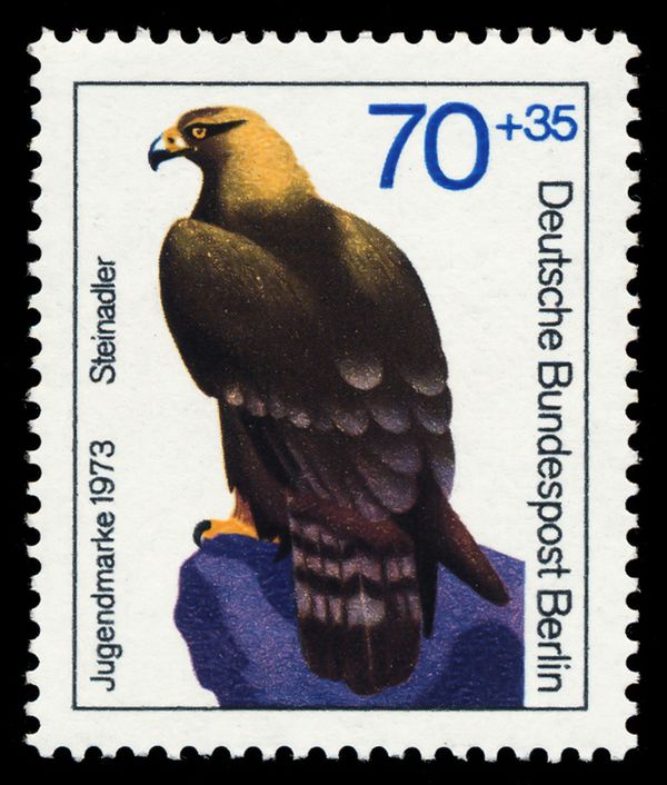 Golden Eagle (Aquila chrysaetos)