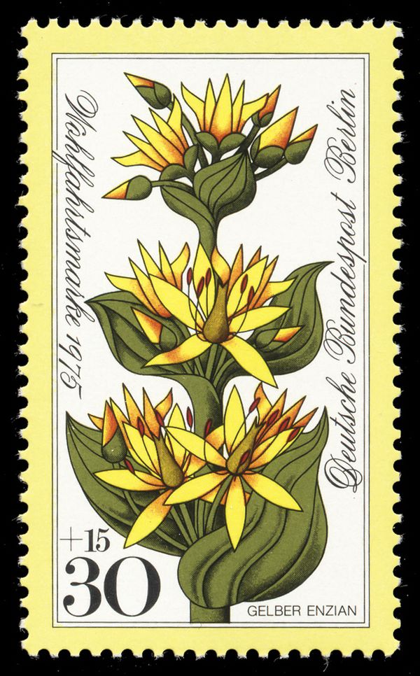 Yellow gentian