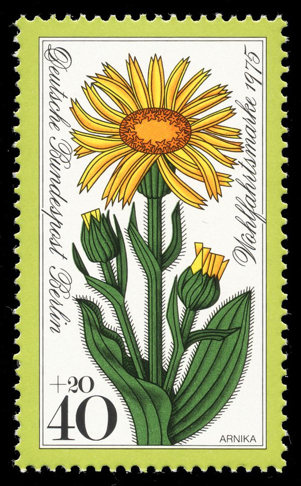 Arnica