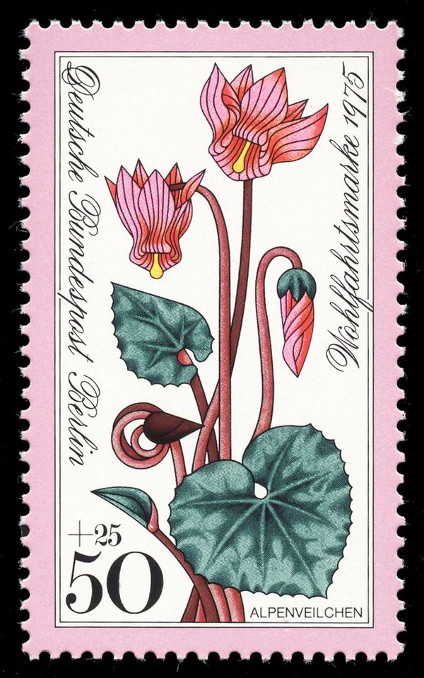 Alpine violet