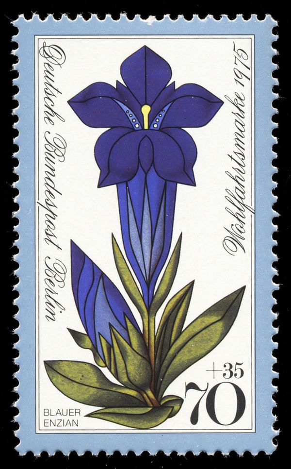 Stemless gentian