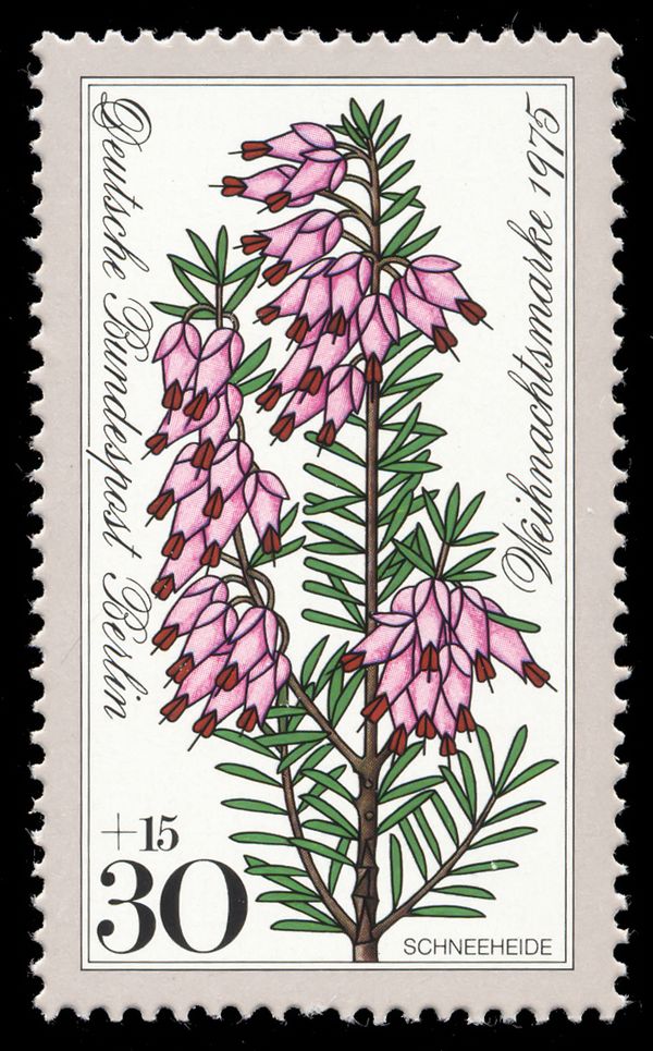 Christmas: Snow Heather (Erica carnea)