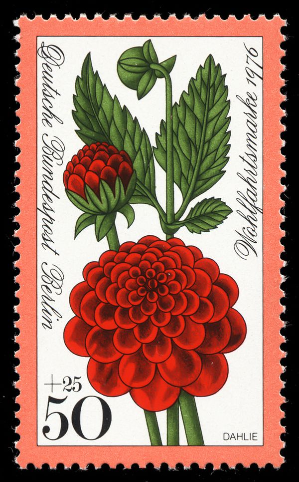 Dahlia