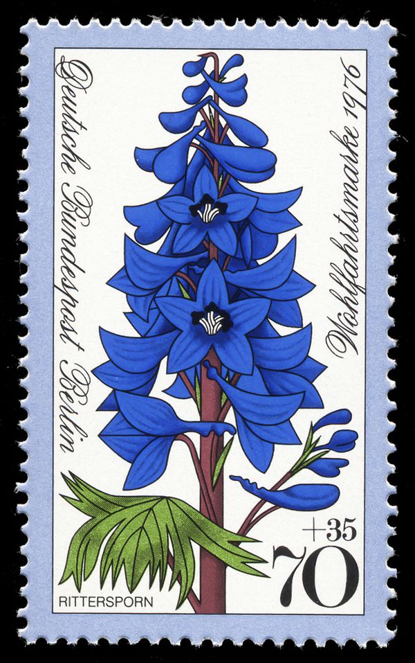 High Larkspur