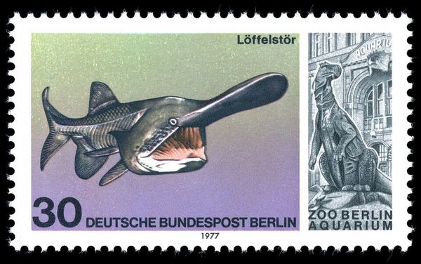 American Paddlefish (Polyodon spathula), Iguanadon