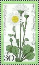 Oxeye daisy