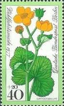 Marsh marigold