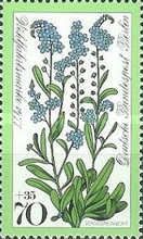Forget-me-not