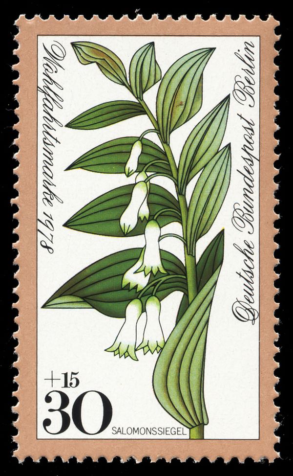 Solomon's seal (Polygonatum odoratum)