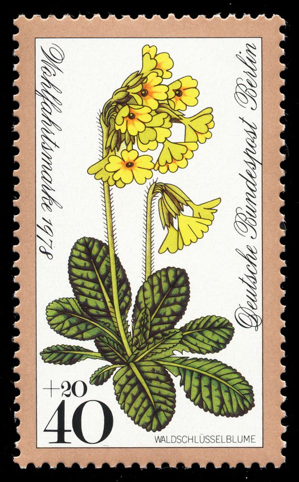 Oxlip (Primula elatior)