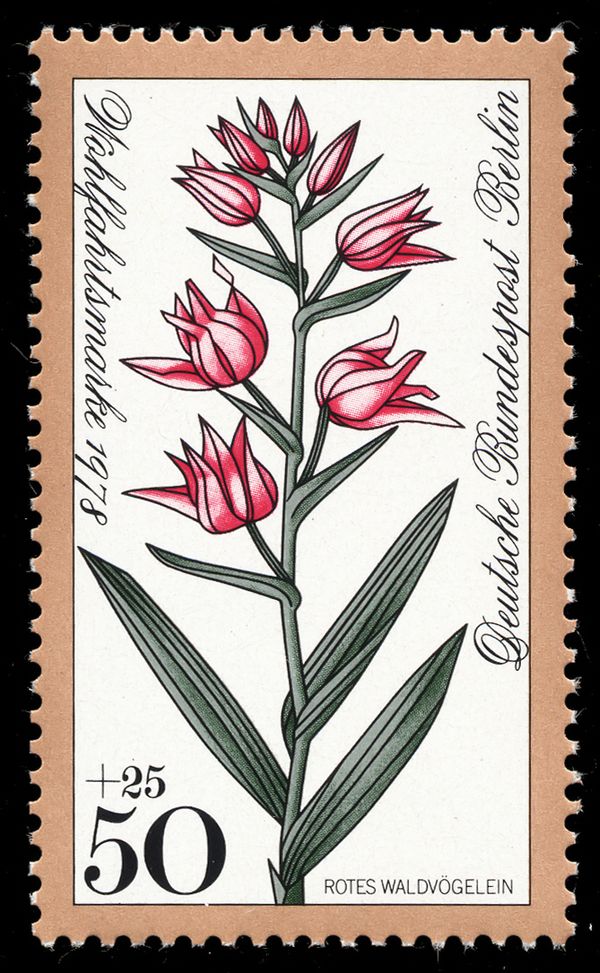 Red Helleborine (Cephalanthera rubra)