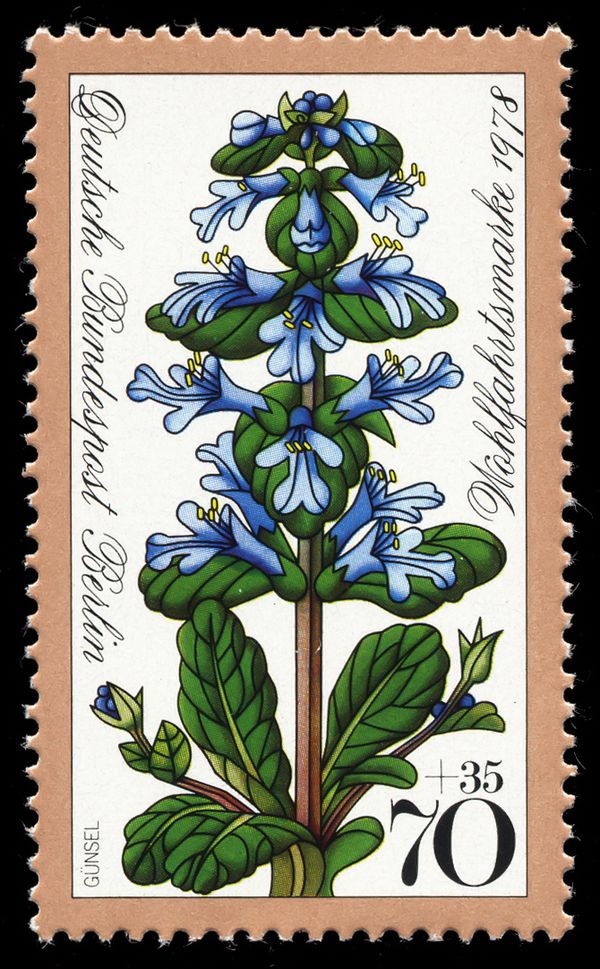 Common Bugle (Ajuga reptans)