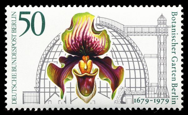 Venus Slipper Orchid and Great Tropical House