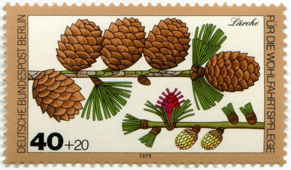 Larch