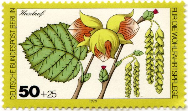 Common Hazel (Corylus avellana)