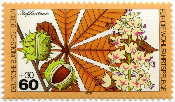 Horse Chestnut (Aesculus hippocastanum)